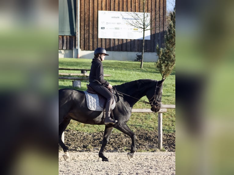 Austriaco Castrone 11 Anni 174 cm Morello in Talheim