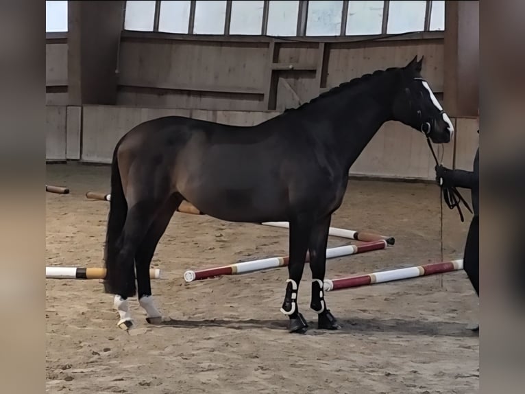 Austriaco Castrone 12 Anni 166 cm Baio in Traunreut