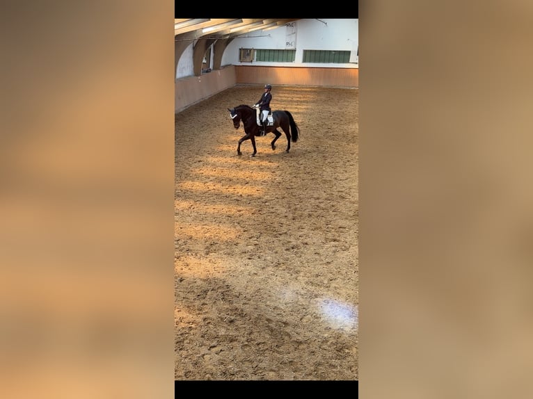 Austriaco Castrone 12 Anni 177 cm Baio in Neunkirchen