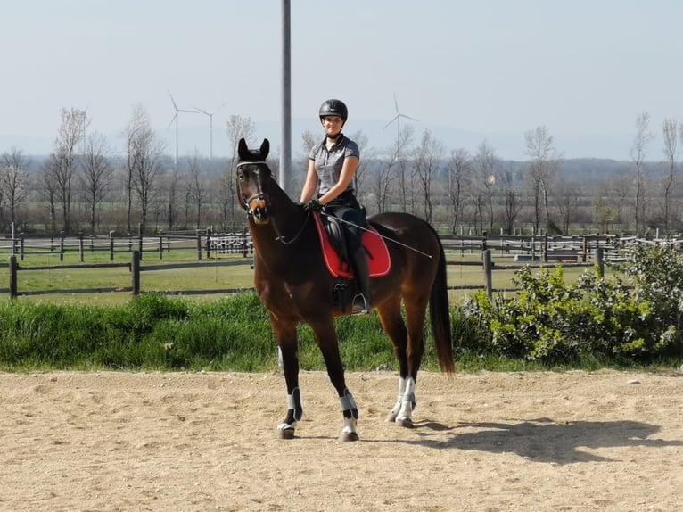 Austriaco Castrone 12 Anni 186 cm Baio in Hof am Leithaberge