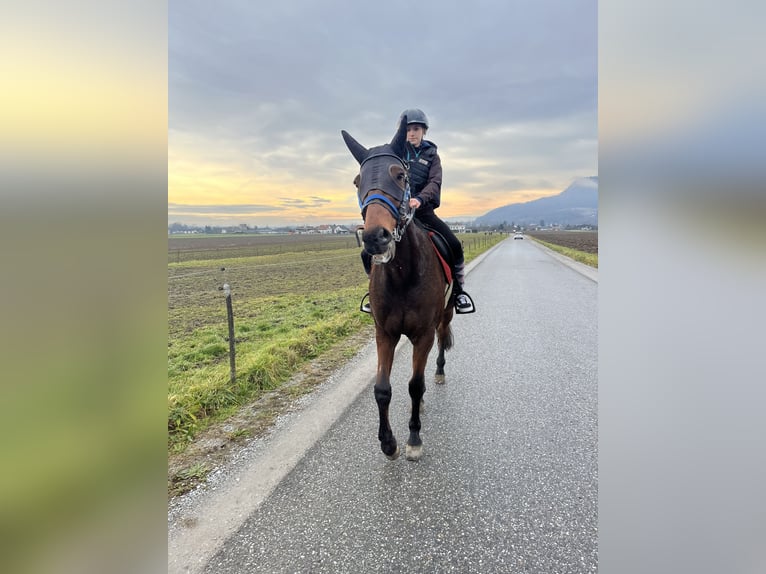 Austriaco Castrone 13 Anni 160 cm Baio in Wildon