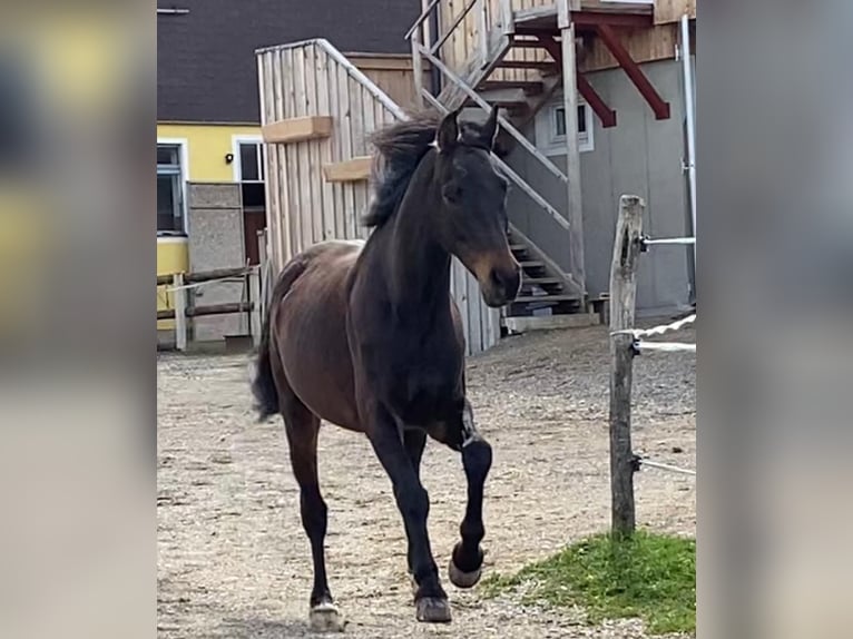 Austriaco Castrone 13 Anni 162 cm Baio scuro in lengau