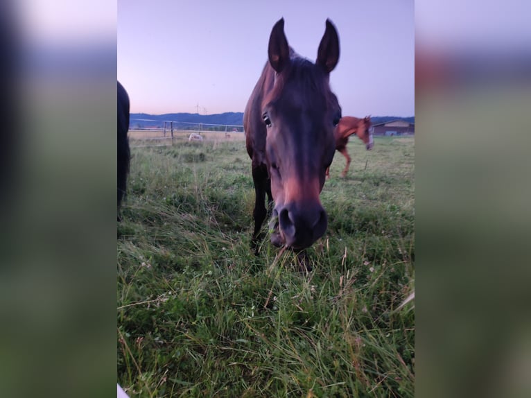 Austriaco Castrone 14 Anni 162 cm Baio scuro in lengau