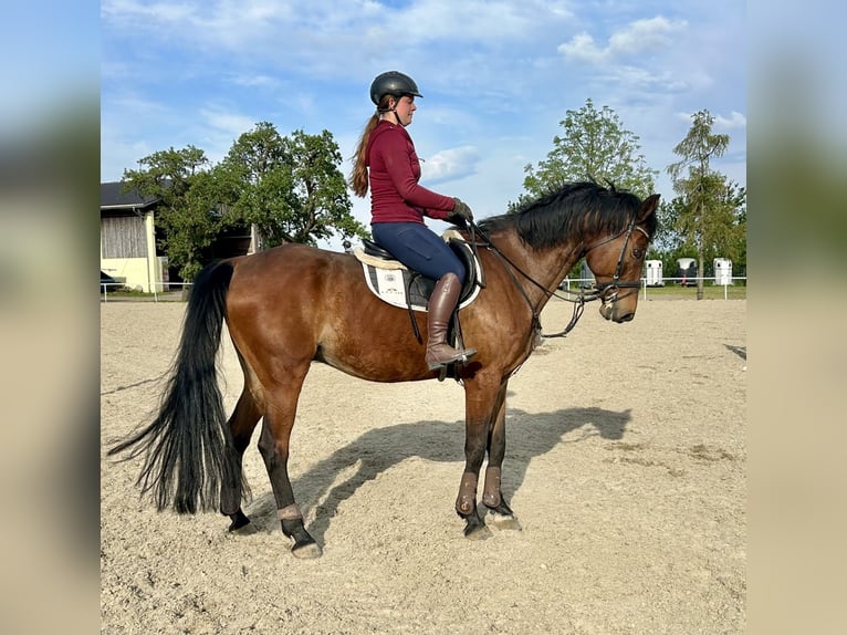 Austriaco Castrone 14 Anni 170 cm Baio in Pelmberg