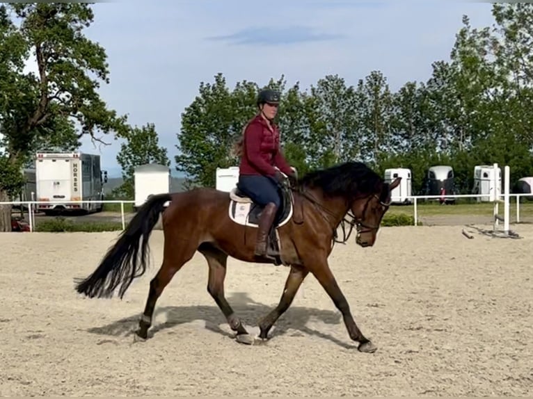 Austriaco Castrone 14 Anni 170 cm Baio in Pelmberg