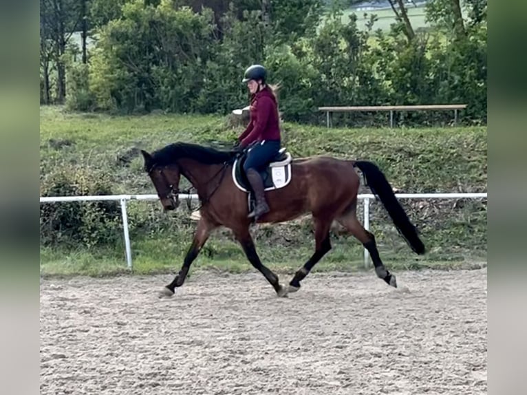 Austriaco Castrone 14 Anni 170 cm Baio in Pelmberg