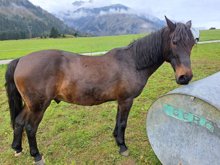 Austriaco Castrone 15 Anni 145 cm in Obertilliach