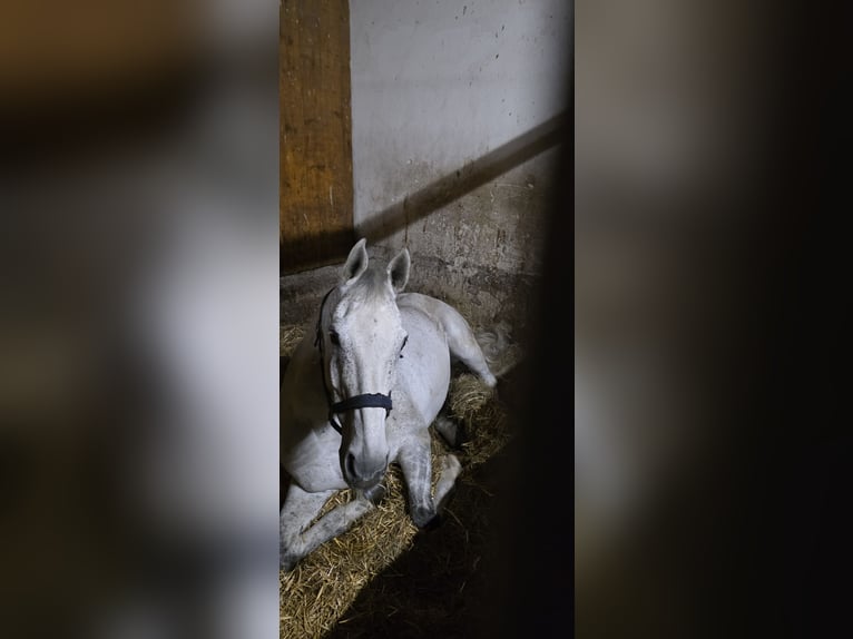 Austriaco Castrone 15 Anni 170 cm Grigio in Klein-Preding