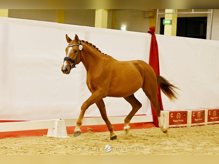 Austriaco Castrone 2 Anni 168 cm Sauro in Stadl-Paura