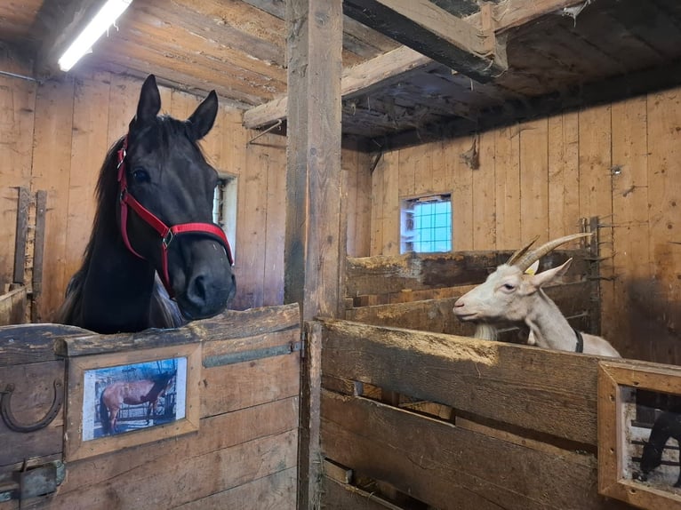 Austriaco Castrone 2 Anni 170 cm Morello in Planitz