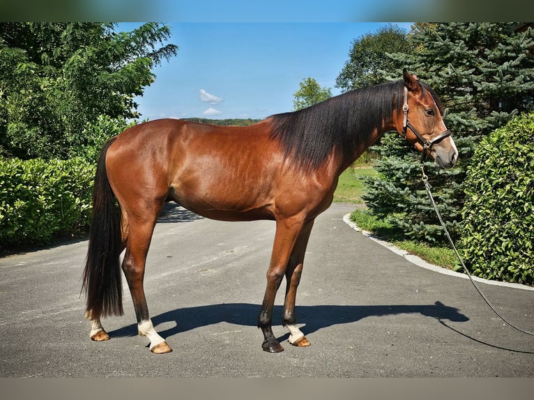 Austriaco Castrone 2 Anni 171 cm Baio in Minihof-Liebau