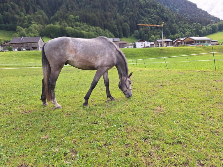 Austriaco Castrone 3 Anni 170 cm Grigio pezzato in AU