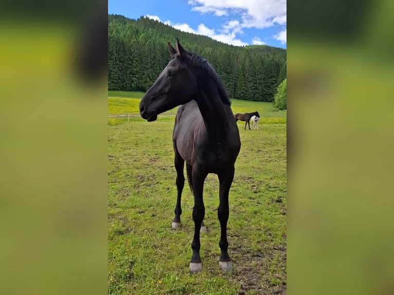 Austriaco Castrone 3 Anni 170 cm Morello in Planitz