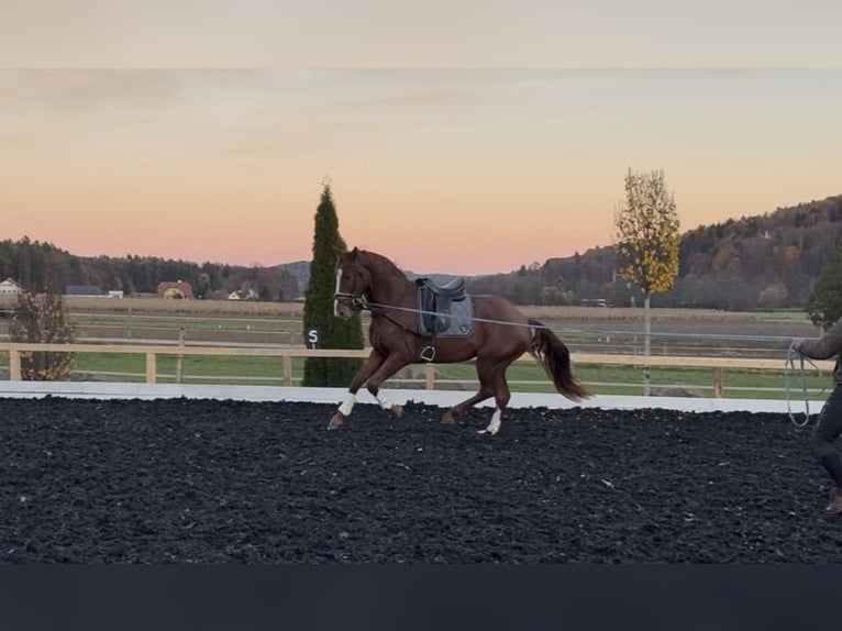 Austriaco Castrone 3 Anni 173 cm Sauro in St Marein bei Graz