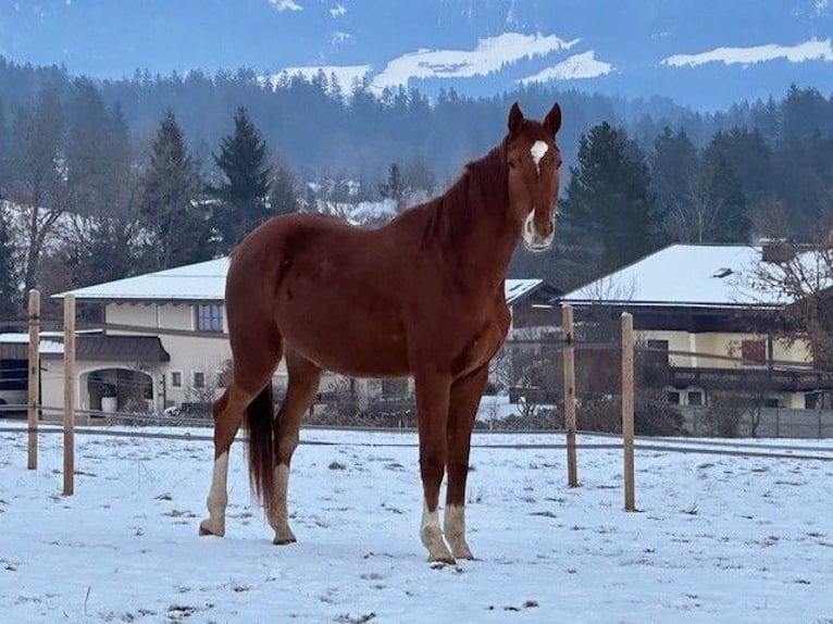 Austriaco Mix Castrone 3 Anni 175 cm Sauro in Going