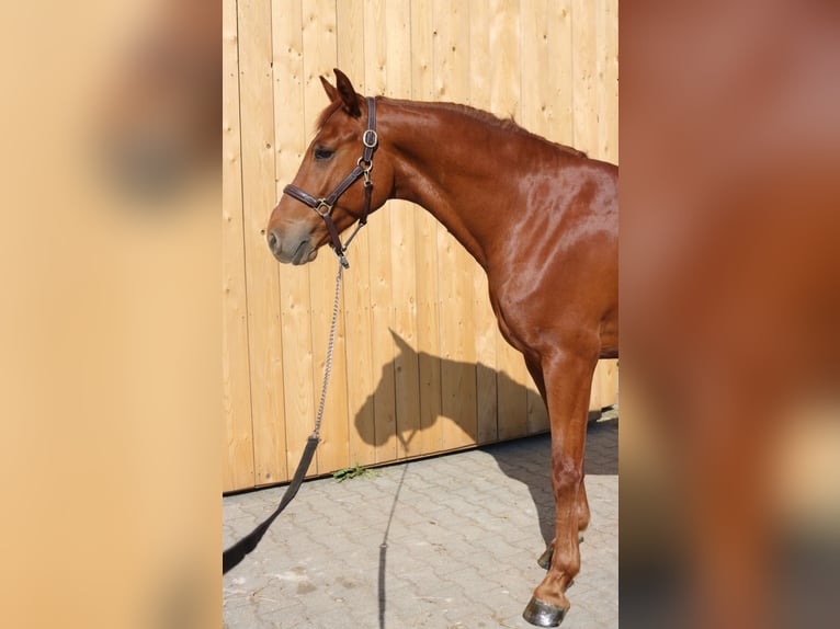 Austriaco Castrone 4 Anni 162 cm Sauro in Lochen am See