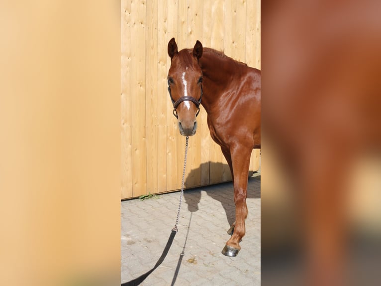 Austriaco Castrone 4 Anni 162 cm Sauro in Lochen am See