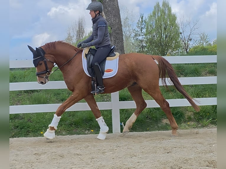 Austriaco Castrone 4 Anni 163 cm Sauro in Wolfsbach