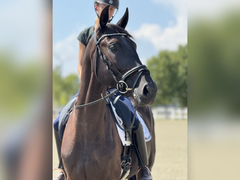 Austriaco Castrone 4 Anni 165 cm Morello in Ebreichsdorf