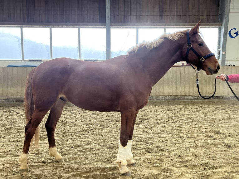 Austriaco Castrone 4 Anni 166 cm Sauro in Heiligenkreuz