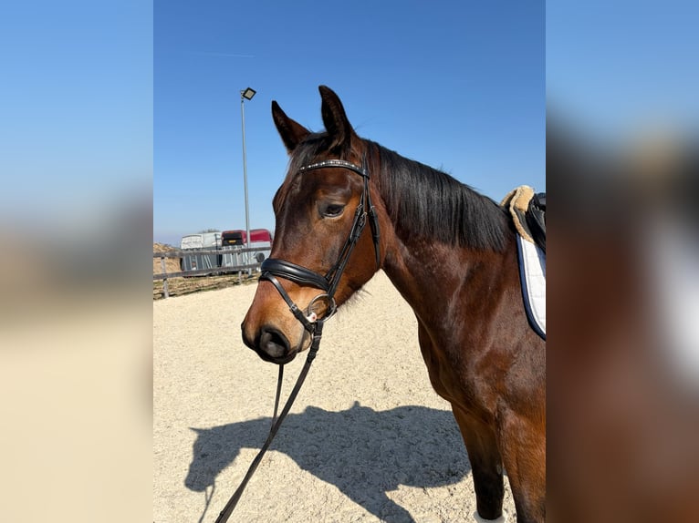 Austriaco Castrone 4 Anni 167 cm Baio in Garsten