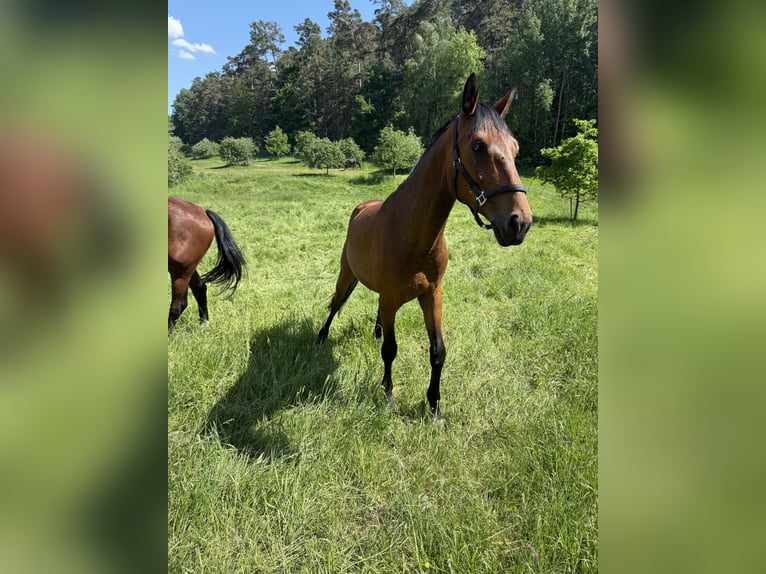 Austriaco Castrone 4 Anni 168 cm Baio in Spalt