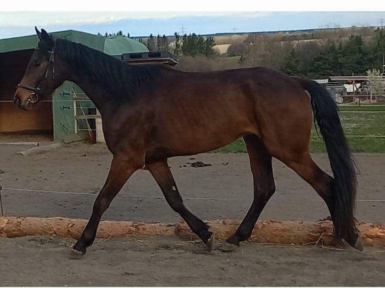 Austriaco Castrone 4 Anni 168 cm Baio scuro in Weingraben / Bajngrobben