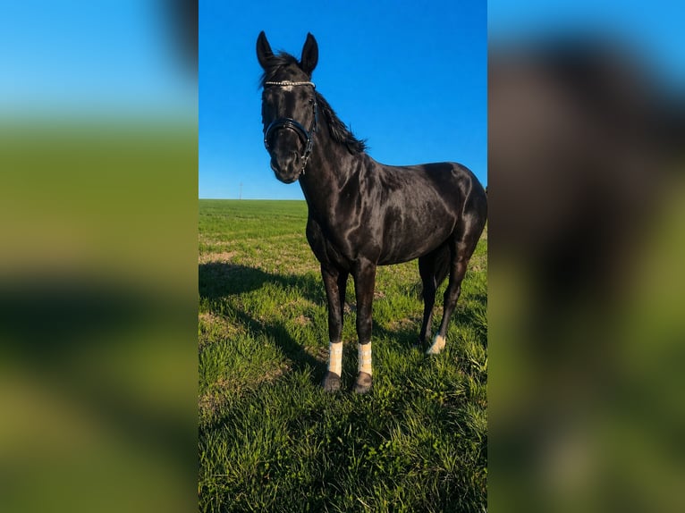 Austriaco Castrone 4 Anni 168 cm Morello in Mörschwang