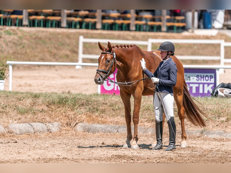 Austriaco Castrone 4 Anni 169 cm Sauro in Gleisdorf