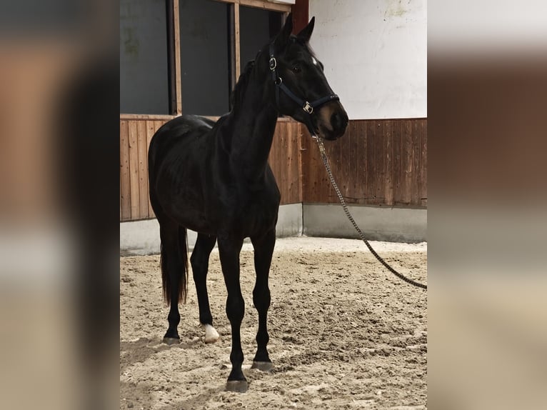Austriaco Castrone 4 Anni 170 cm Baio nero in Braunau