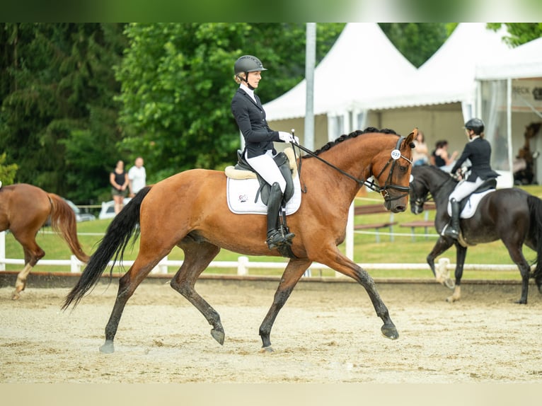 Austriaco Castrone 4 Anni 171 cm Baio in Niklasdorf