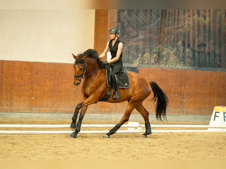 Austriaco Castrone 4 Anni 171 cm Baio in Niklasdorf