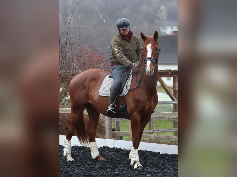 Austriaco Castrone 4 Anni 173 cm Sauro in St Marein bei Graz
