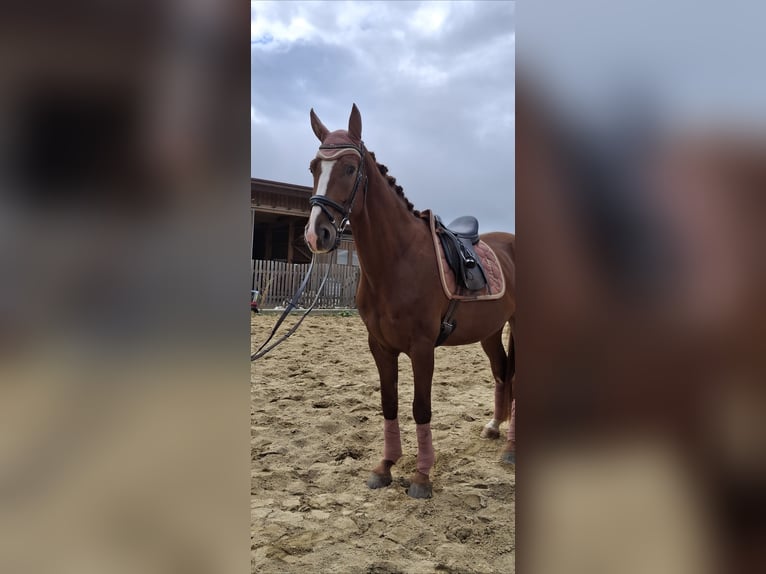 Austriaco Castrone 4 Anni 175 cm Sauro in Gleisdorf