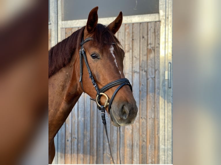 Austriaco Castrone 4 Anni 175 cm Sauro scuro in Schöngumprechting