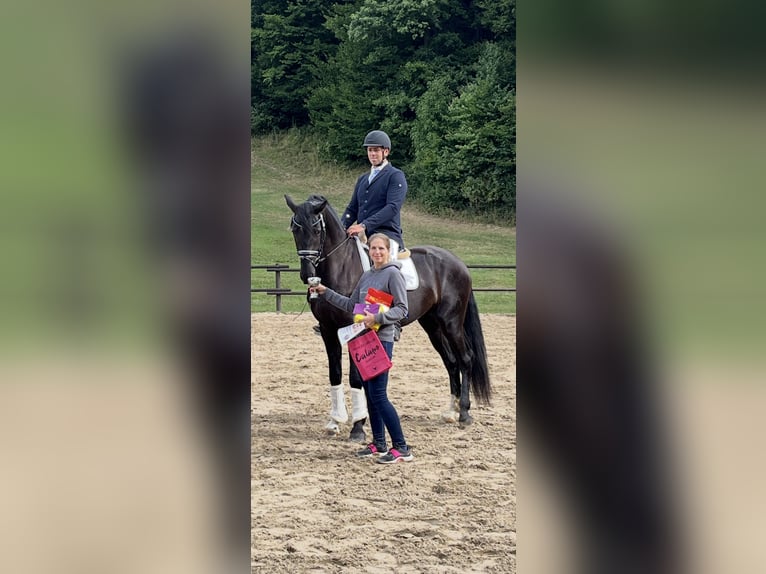 Austriaco Castrone 4 Anni Morello in Heiligenkreuz