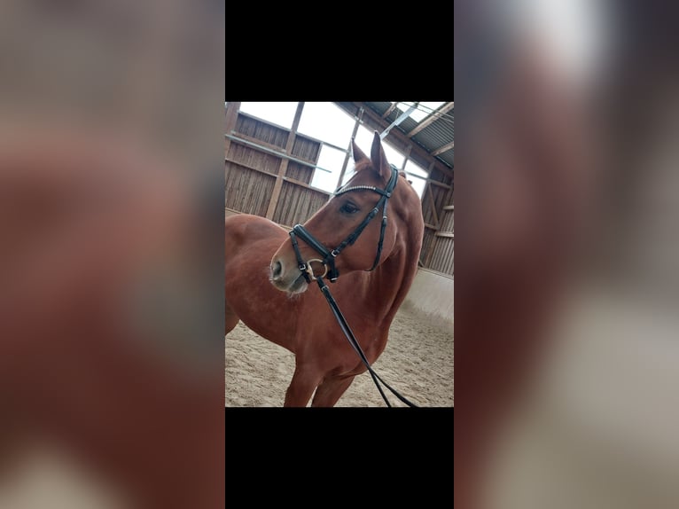 Austriaco Castrone 5 Anni 162 cm Sauro in St.Veit an der Glan