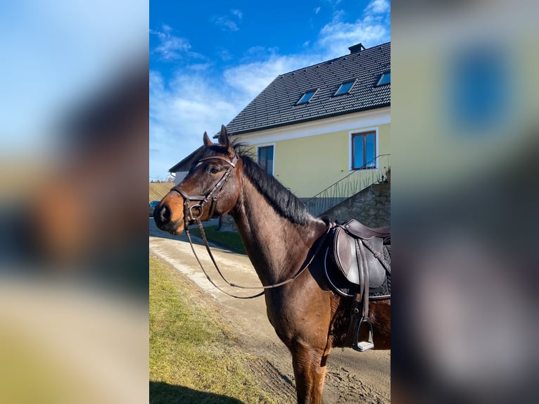 Austriaco Castrone 5 Anni 164 cm Baio in Gleisdorf