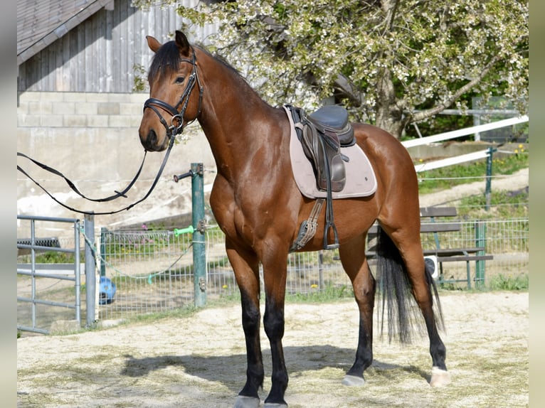 Austriaco Castrone 5 Anni 165 cm Baio in Tarsdorf