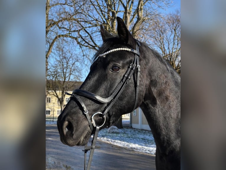Austriaco Castrone 5 Anni 169 cm Morello in Stadl-Paura