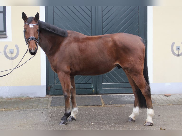 Austriaco Castrone 5 Anni 170 cm Baio in Kaltenleutgeben