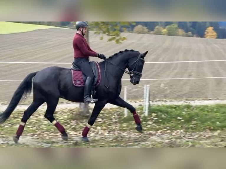 Austriaco Castrone 5 Anni 173 cm Morello in Bad Kleinkirchheim