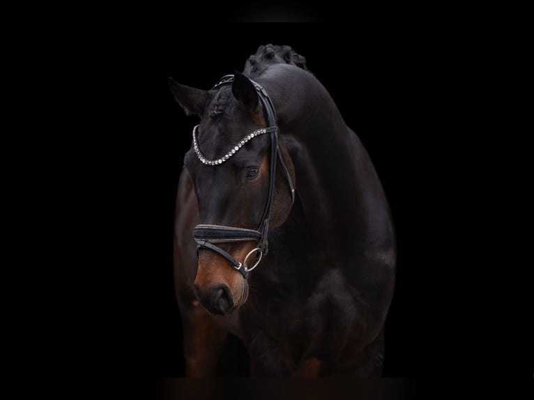 Austriaco Castrone 5 Anni 175 cm Baio nero in Wehringen