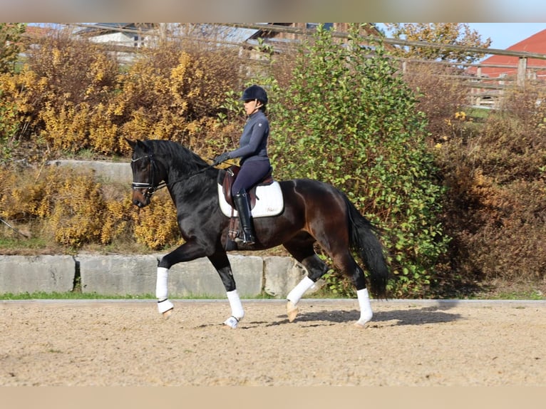 Austriaco Castrone 5 Anni Baio nero in Haag am Hausruck