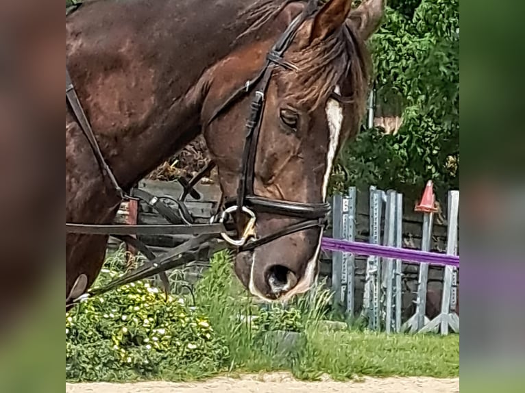 Austriaco Mix Castrone 6 Anni 159 cm Sauro scuro in Schwarzenau