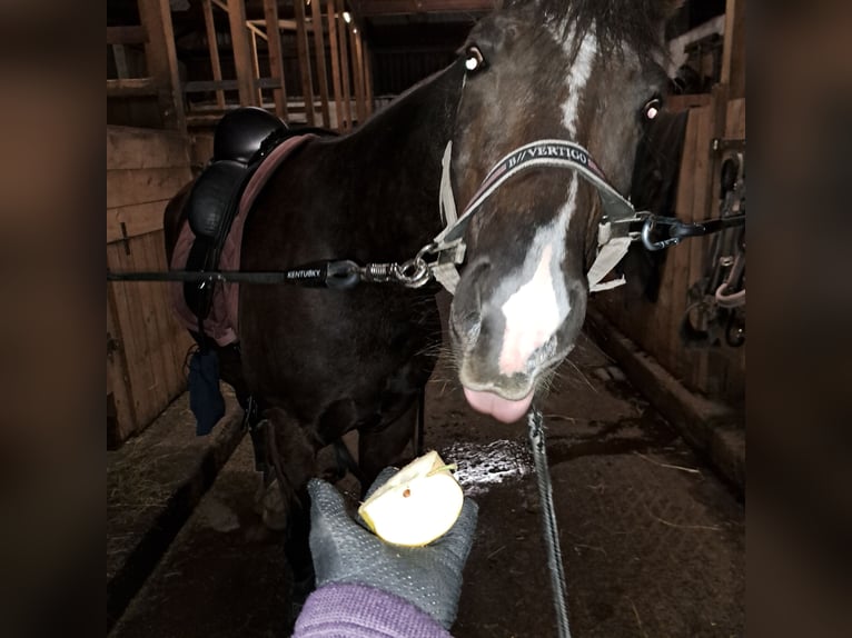 Austriaco Mix Castrone 6 Anni 159 cm Sauro scuro in Schwarzenau