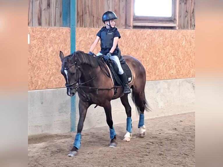 Austriaco Mix Castrone 6 Anni 159 cm Sauro scuro in Schwarzenau