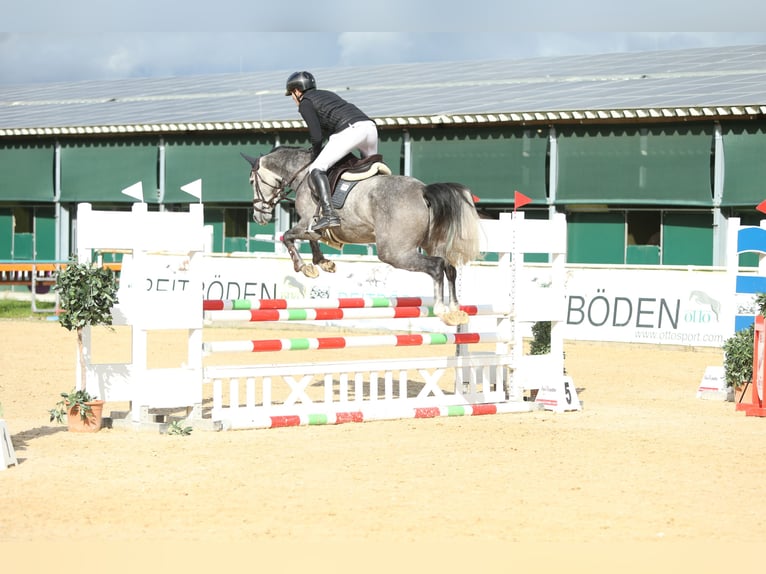 Austriaco Castrone 6 Anni 164 cm Grigio pezzato in Mühlheim am Inn