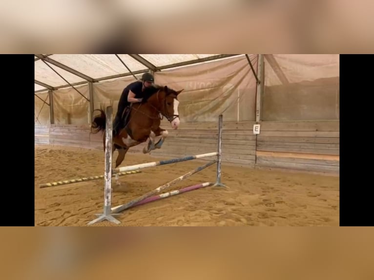 Austriaco Castrone 6 Anni 172 cm Baio in Graz