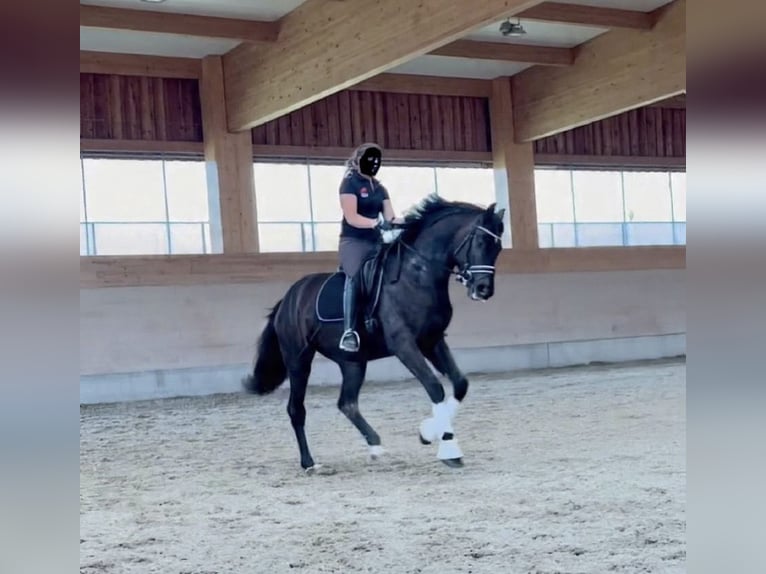 Austriaco Castrone 6 Anni 172 cm Baio scuro in St. Pölten